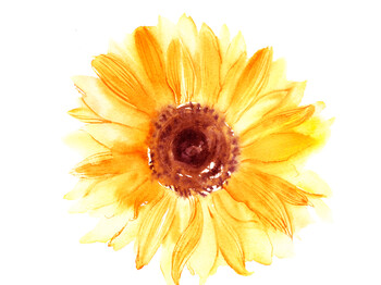 Hand drawn watercolorsunflower in yellow color Hand drawn watercolorsunflower in yellow color